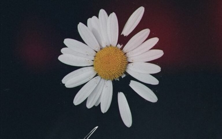 HammAli & Navai, Loc-Dog – Лепесток